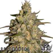 Seedmakers Seeds Silver Jack